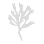 Alga logo Mar de fons
